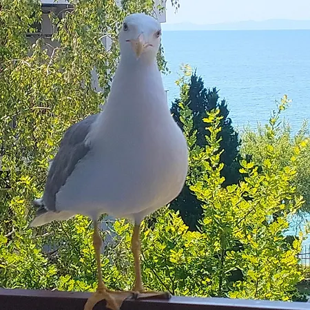 Grant Noks Sveti Vlas