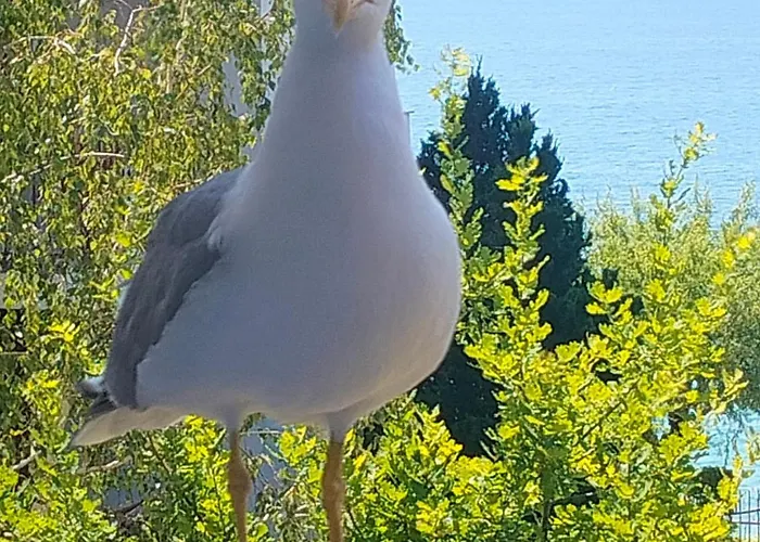 Grant Noks Sveti Vlas